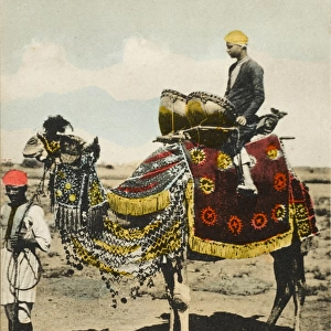 Aden, Yemen - Chieftains Camel