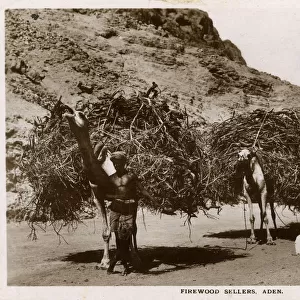 Aden, Yemen - Firewood Sellers and their camel transports