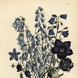 Adenophora, Platycodon and Wahlenbergia species
