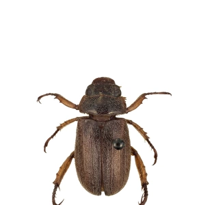 Adoretus versutus, rose beetle