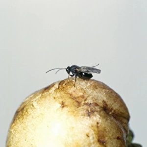 Adult gall wasps