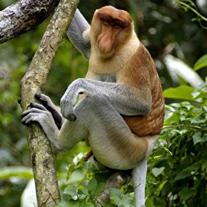 Adult male of Proboscis monkey doses in early morning
