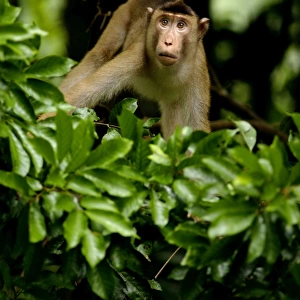 An adult Pig-tailed Macaque observes the area