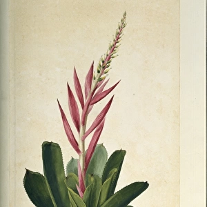 Aechmea nudicaulis, bromeliad