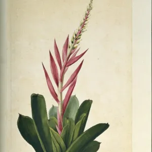 Aechmea nudicaulis, bromeliad