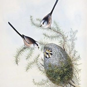Aegithalos caudatus, long-tailed tit