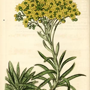 Aeonium ciliatum (Sempervivum ciliatum)