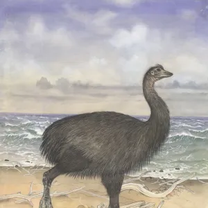 Aepyornis maximus, elephant bird