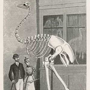 Aepyornis Skeleton
