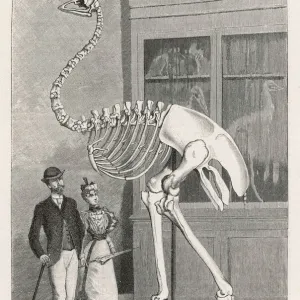 Aepyornis Skeleton