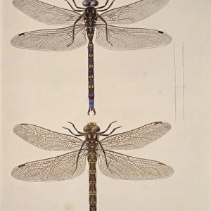 Aeshna sp. dragonflies
