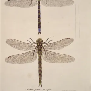 Aeshna sp. dragonflies