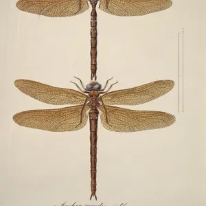 Aeshna sp. dragonflies