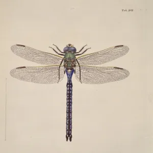 Aeshna sp. dragonflies