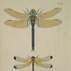 Aeshna sp. dragonflies