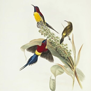 Aethopyga gouldiae, Mrs Goulds sunbird