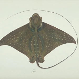 Aetobatus narinari, spotted eagle ray