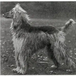 Afghan Hound - Ch. Sirdar of Ghazni Date: 1926