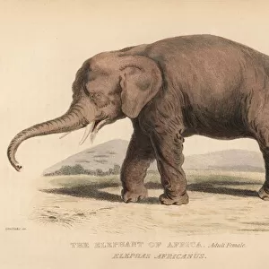 African bush elephant, adult female, Loxodonta africana