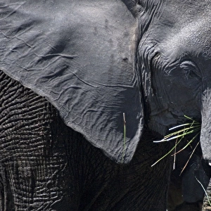 African Bush / Savanna Elephant - bull eating grass