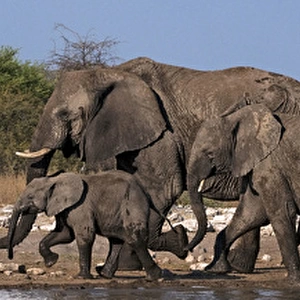 African Bush / Savanna Elephant - group at Klein