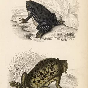 African clawed frog and Surinam toad