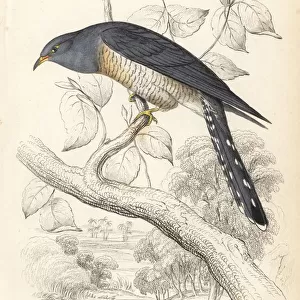 African cuckoo, Cuculus gularis