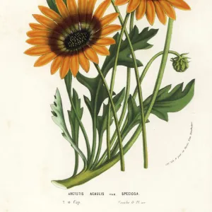 African daisy, Arctotis acaulis