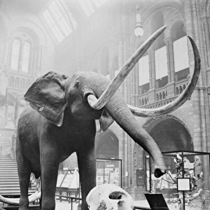 African elephant in Central Hall, February 1910