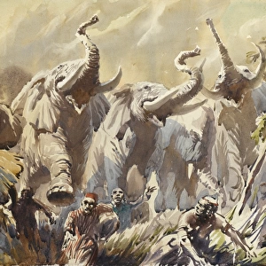 African elephants rampaging