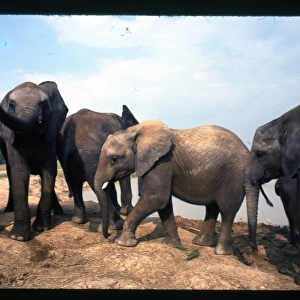 African elephants in the wild