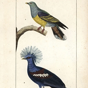 African green pigeon, Treron calvus, and blue