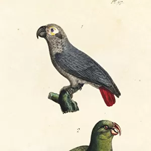 African grey parrot and green parakeet