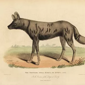 African hunting dog, Lycaon pictus