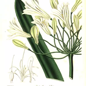 African lily, Agapanthus africanus