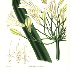 African lily, Agapanthus africanus