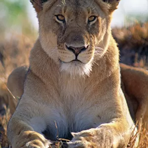 African Lioness - close up of female