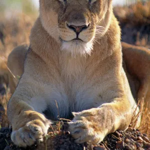 African Lioness - close up of female