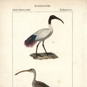 African sacred ibis, Threskiornis aethiopicus