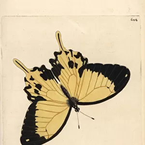 African swallowtail, Papilio dardanus