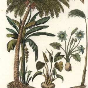 African vegetation including papyrus, date