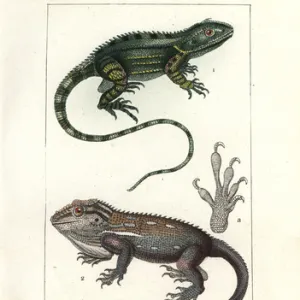 Agama of Port Jackson and Anole of Cape of Good Hope