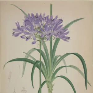 Agapanthus, lily of the Nile