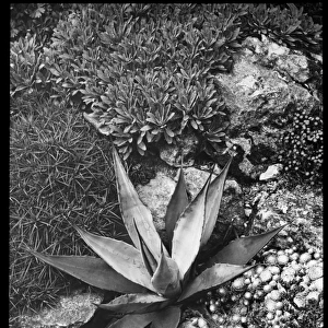 Agave Panyi or Parryi (Parrys Agave)