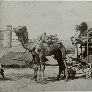 Agra, India - Fabulous Double-decker camel-drawn wagon