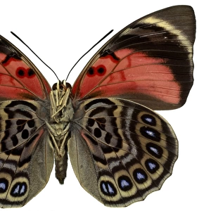 Agrias claudina, butterfly