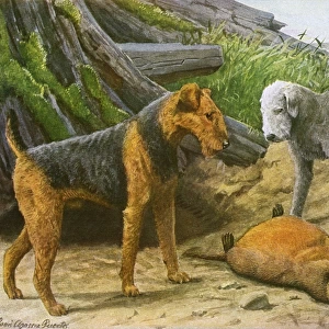 Airdale Terrier and Bedlington Terrier