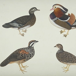Aix galericulata, Mandarin duck and other birds