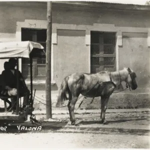 Albania - Vlore - A horse-drawn tram