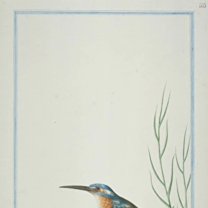 Alcedo atthis bengalensis, common kingfisher